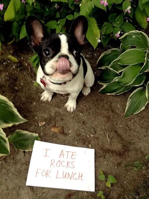 Boston Terrier in the garden with its tongue sticking out and a note that says 