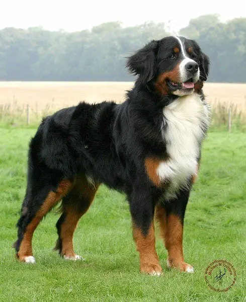 A Bernese Mountain Dog standing on the field of grass