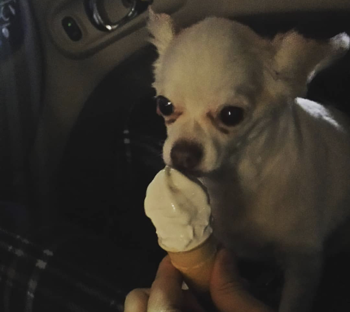 A Chihuahua sitting inside the car while licking the an icecream