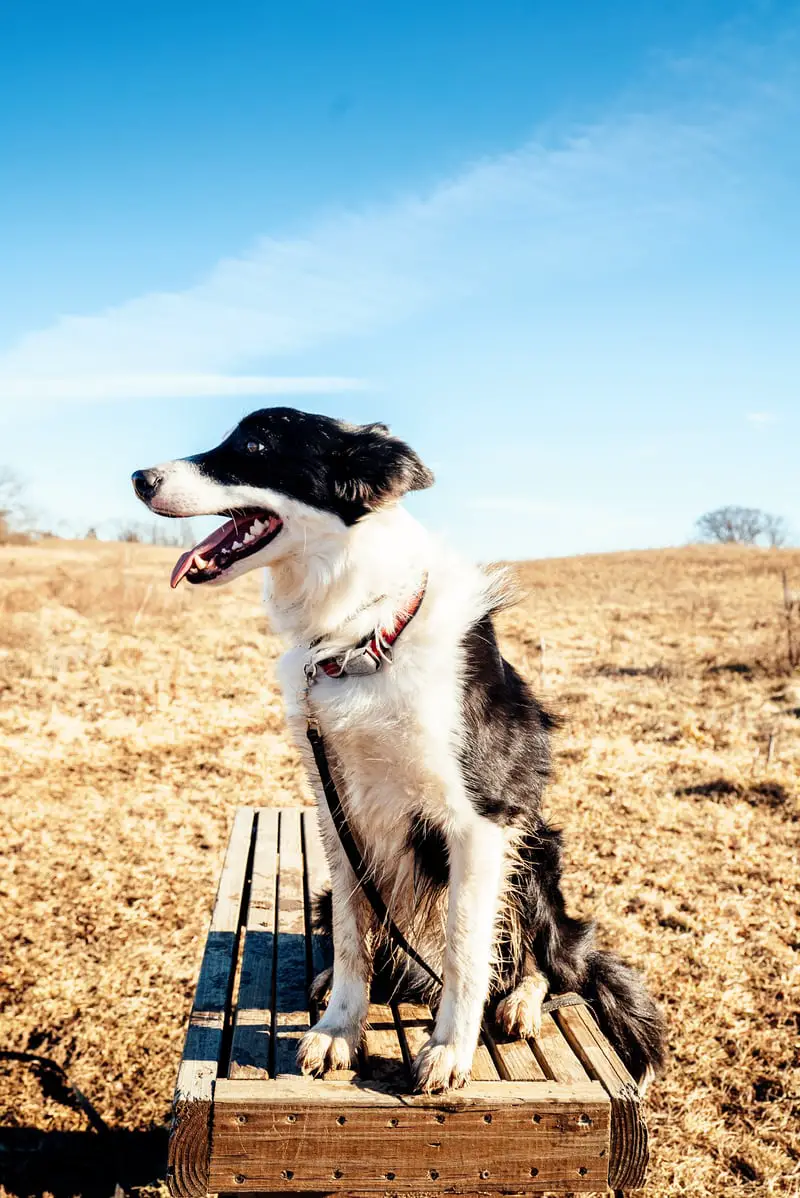 A Border Collie sitting on top of the wooden bench