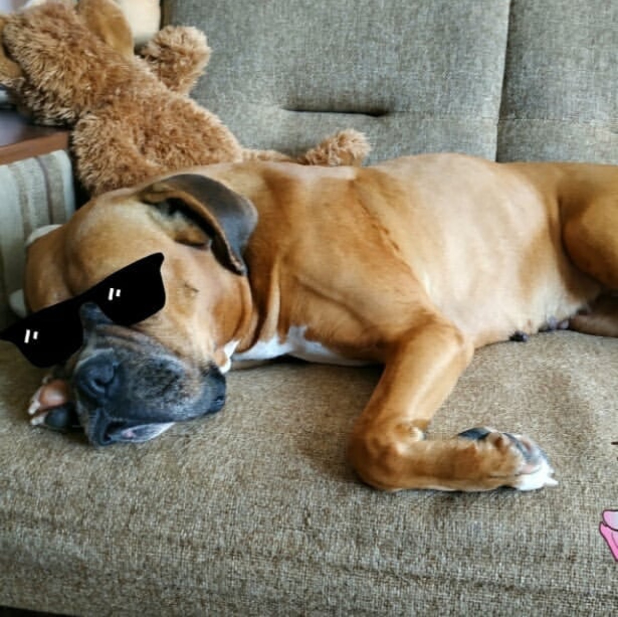 A Boxer dog lying on the couch sleeping