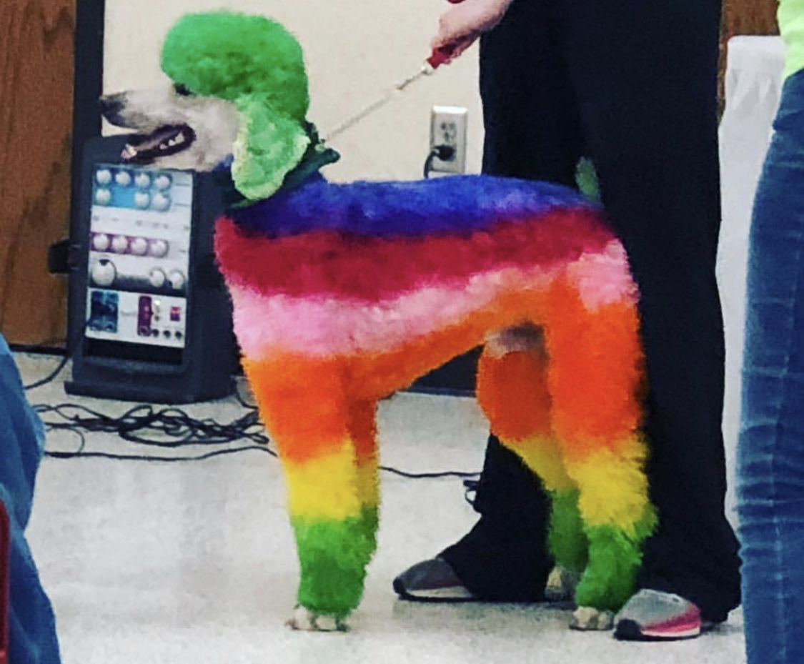 A Poodle with colorful fur standing on the floor with a man behind him holding his leash