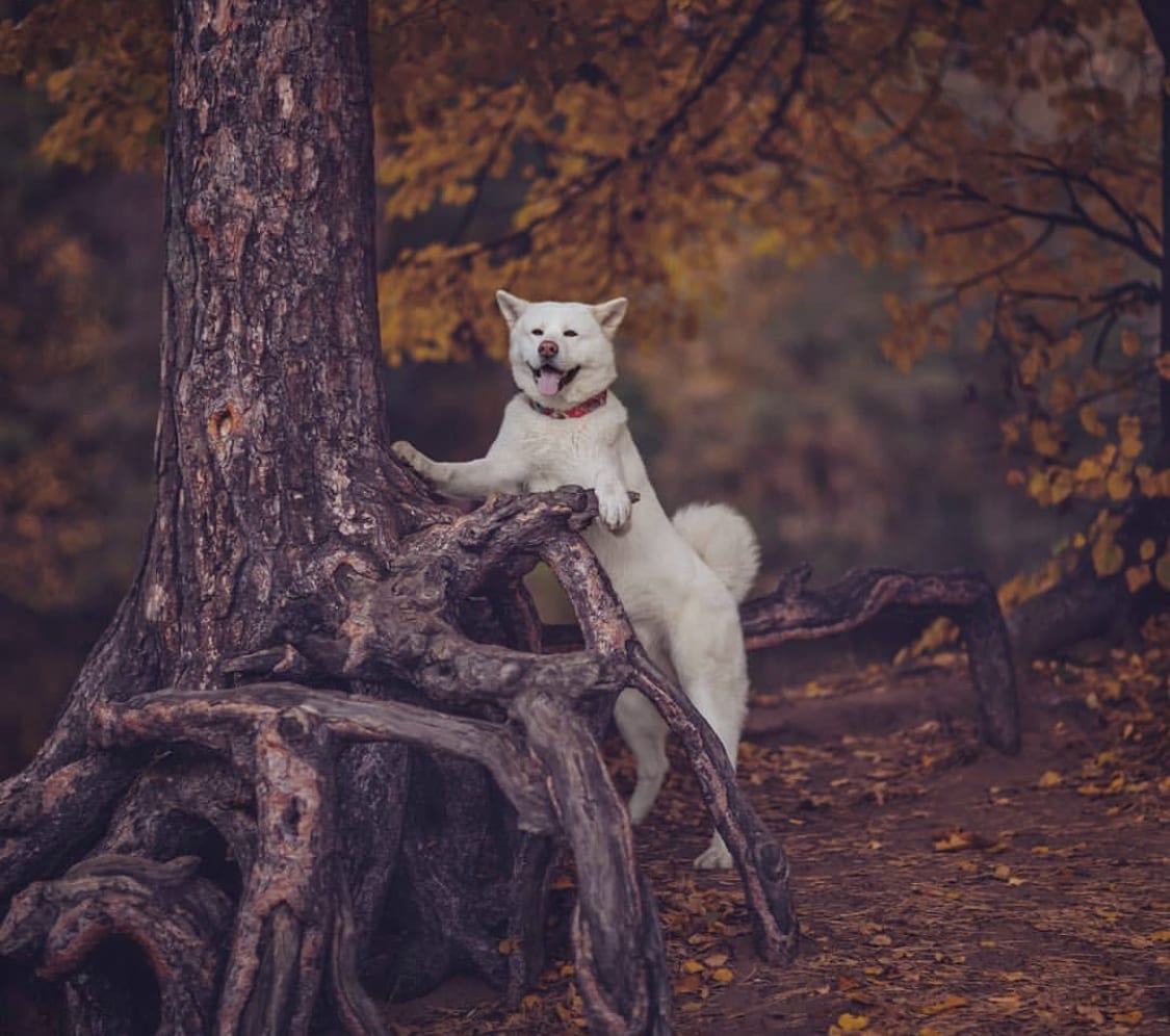 An Akita standing behind the large tree in the forest