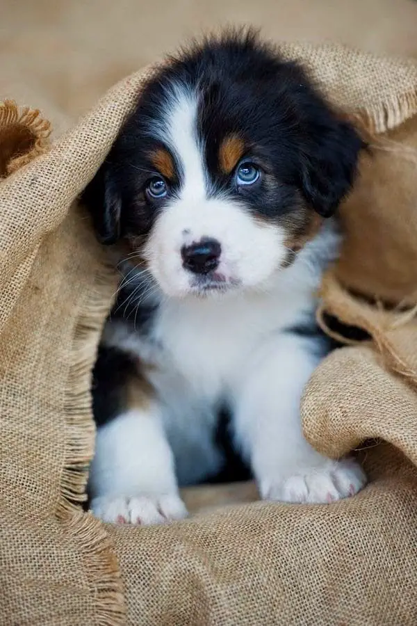 A Bernese Mountain puppy under the brown fabric