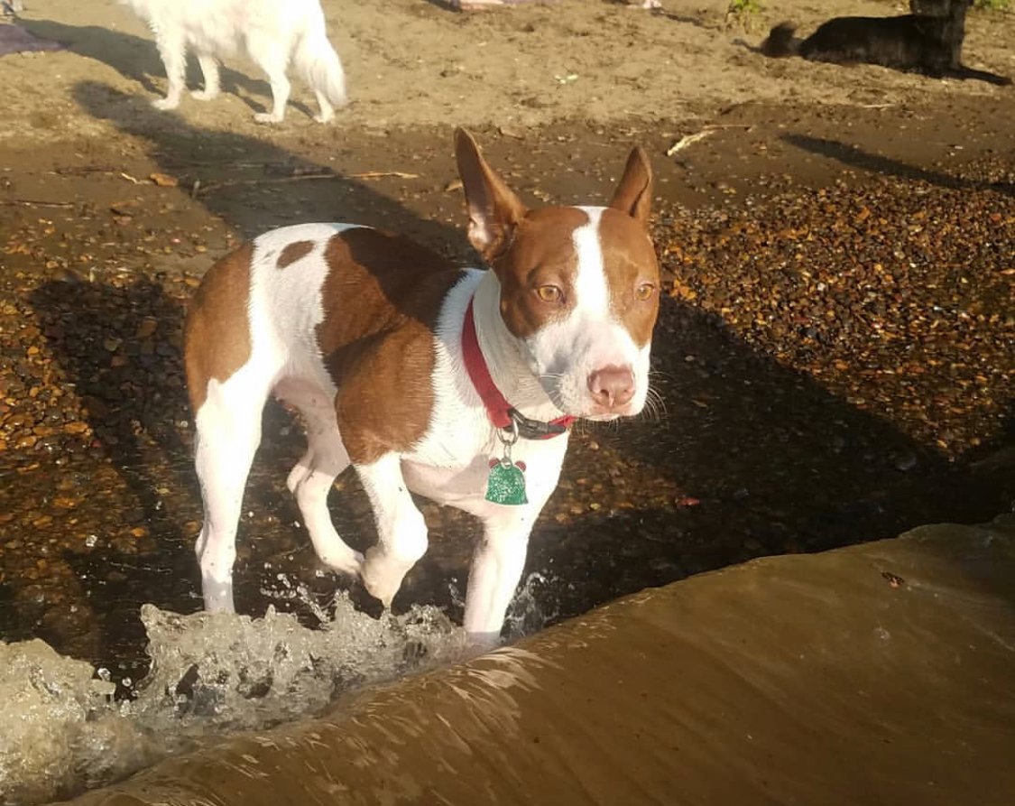 A Boston Terrier Bull Terrier Mix walking by the seashore