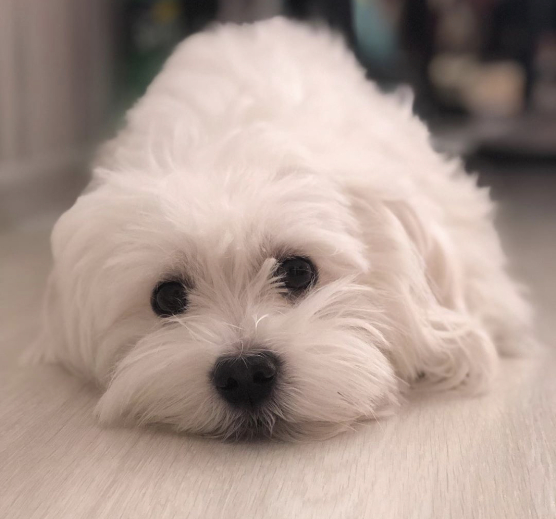 A Maltese dog lying flat on the floor with its sad face