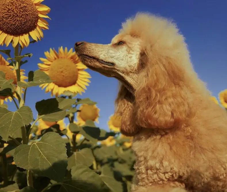 A Poodle smelling the sunflowers