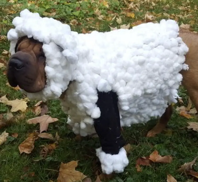 Shar Pei in sheep costume