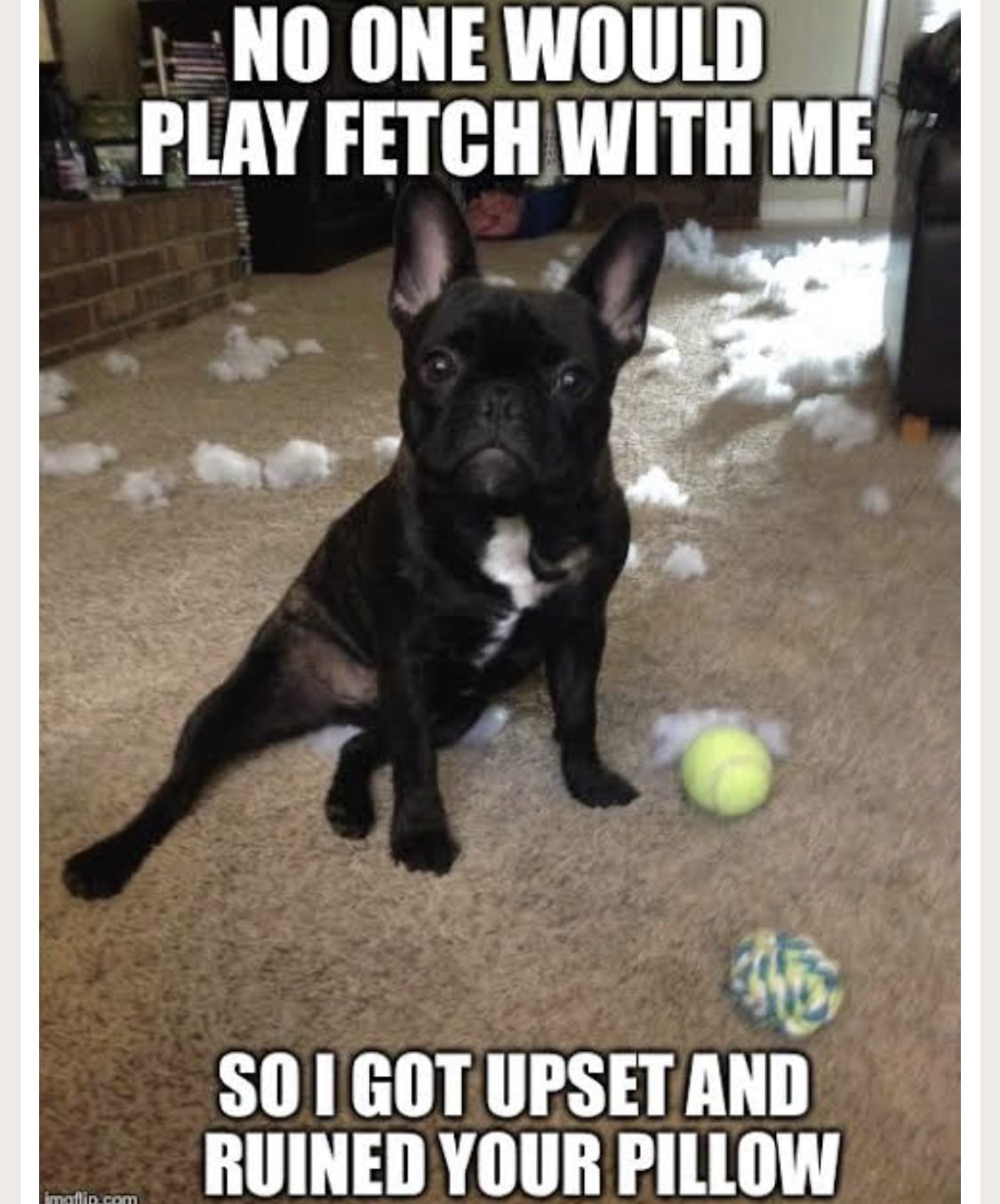 black French Bulldog sitting on the floor with fillers of pillow and a ball photo with a text 
