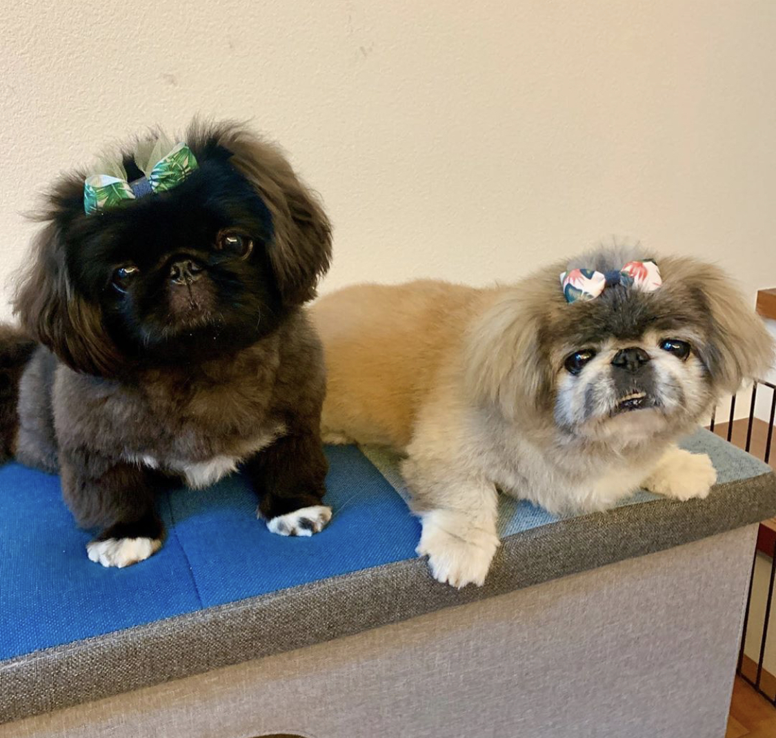 two Pekingeses resting on top of the table