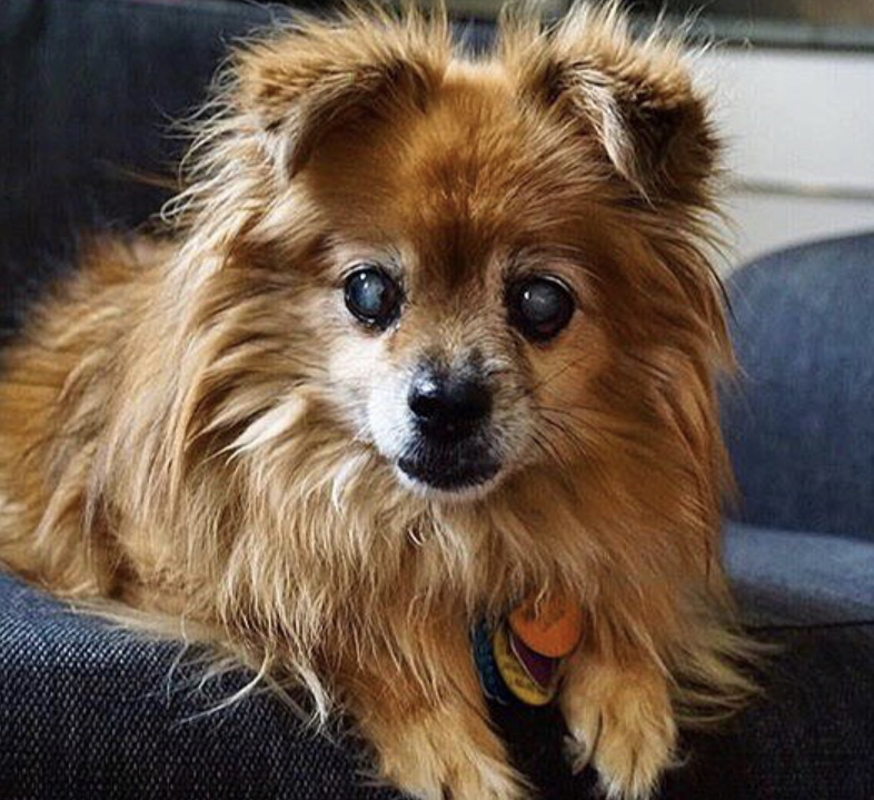 A Pomhuahua lying on the couch