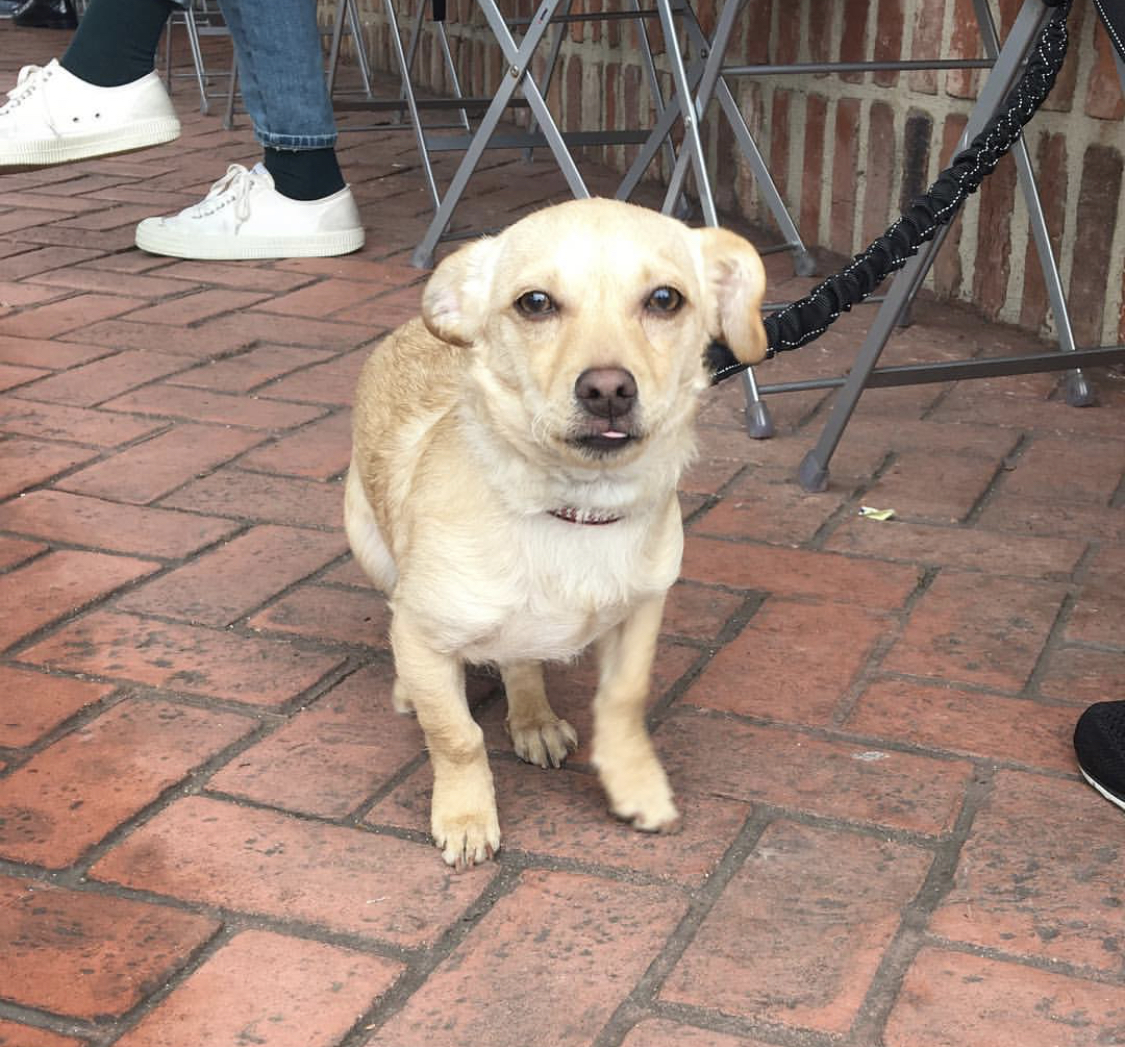 A Doxhuahua standing on the pavement