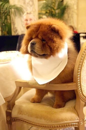 A Chow Chow wearing a white scarf while sitting on the chair