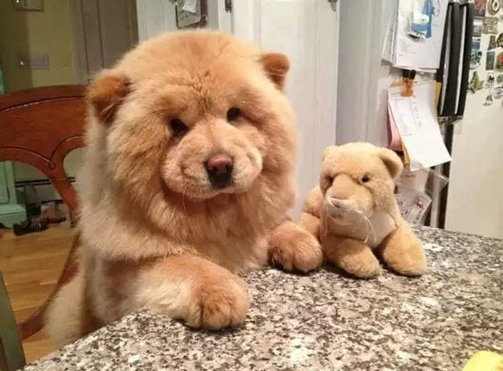 A Chow Chow sitting on the chair while learning towards the counter next to a lion stuffed toy