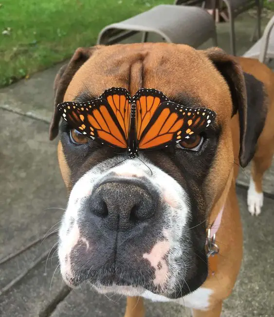 Boxer Dog standing on the concrete pathway with a butterfly on top of its muzzle