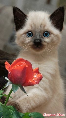 Siamese kitten touching a rose