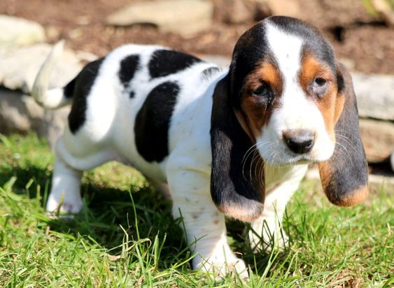 Basset Hound puppy taking a walk in the green grass