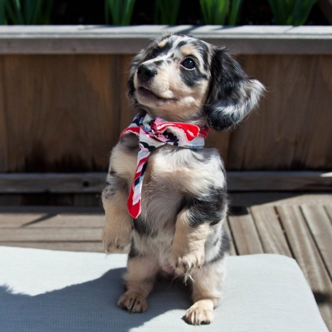 A Dachshund puppy sitting pretty under the sun