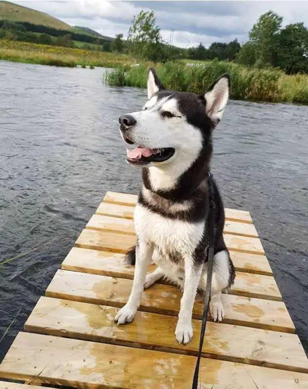 A Siberian Husky sitting on the wooden pathway by the lake