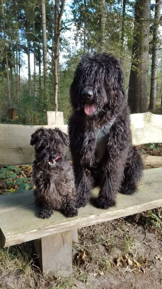 An adult and puppy Bouviers Des Flandres sitting on top of the wooden bench at the park