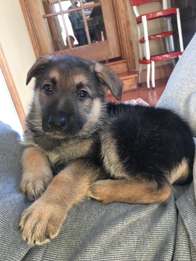 A German Shepherd puppy lying on the couch with its adorableface