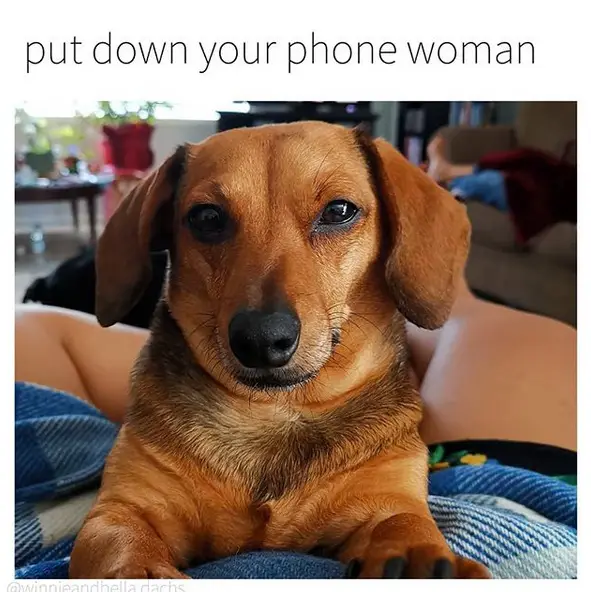Dachshund lying on topo of the woman photo with a caption 