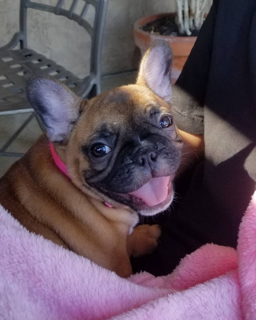 A French Bulldog sitting on the lap of a person while smiling