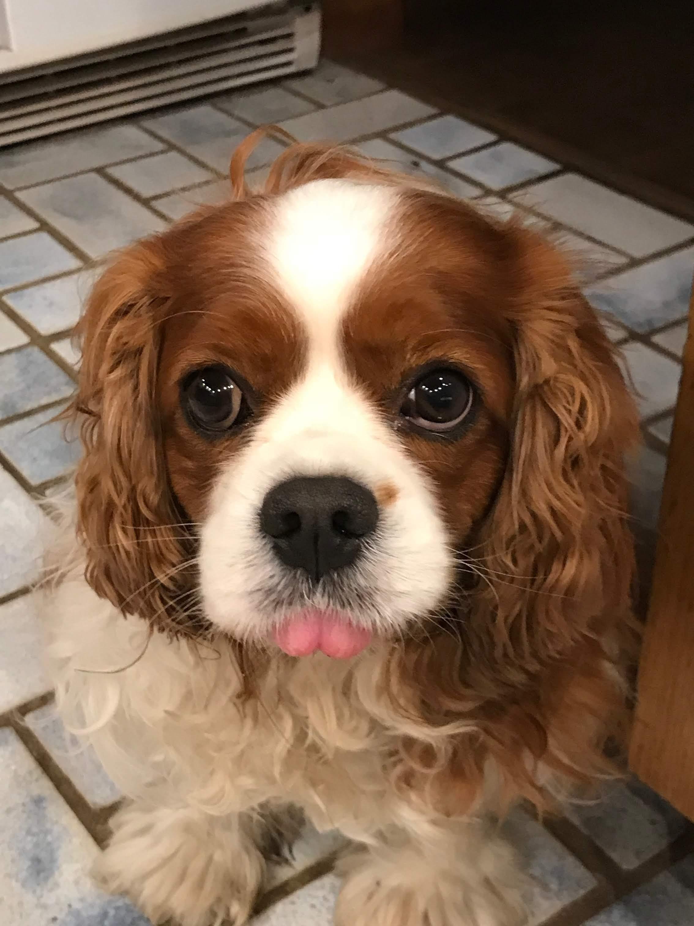 Cavalier King Charles Spaniel sitting on the floor with its small tongue out