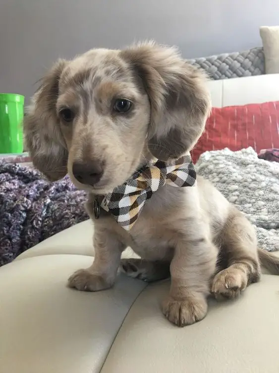 Dachshund puppy sitting on the couch