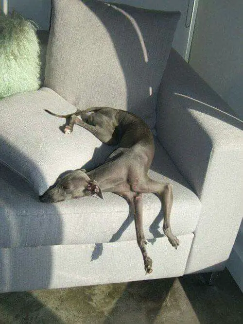 An Italian Greyhound sleeping on the couch under the sunlight