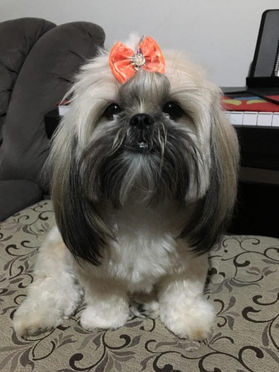 cute shih tzu with an orange ribbon