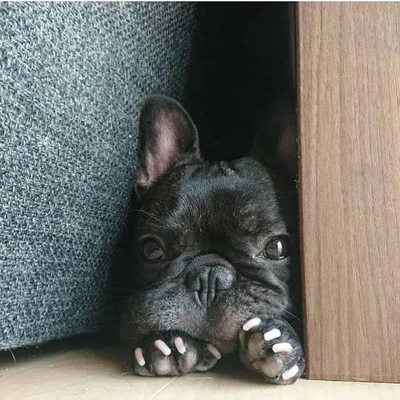 A black French Bulldog lying on the floor in between the wall and the couch