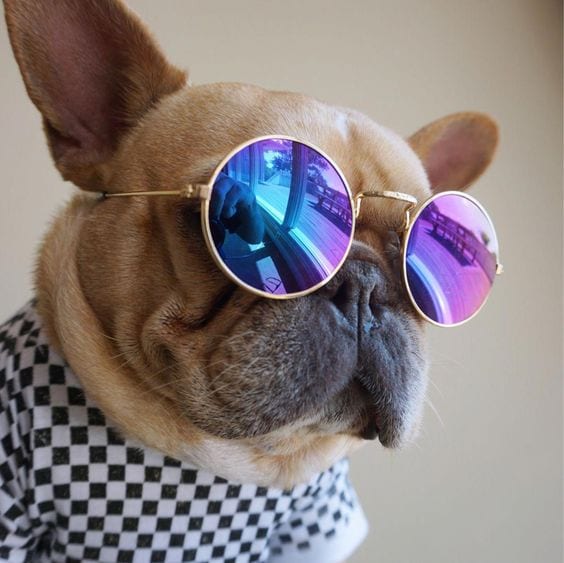 An French Bulldog wearing a short and sunglasses
