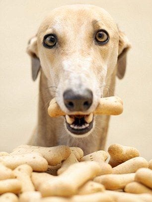 An Italian Greyhound behind its bunch on treats and with one treat in its mouth