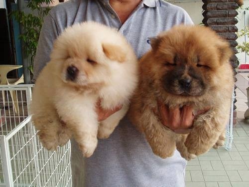 a man carrying two Chow Chow puppies in his hands