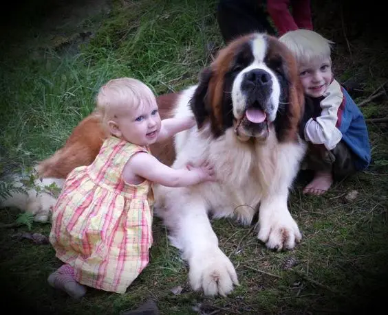 A Saint Bernard lying in the sand while two toddlers are next to him