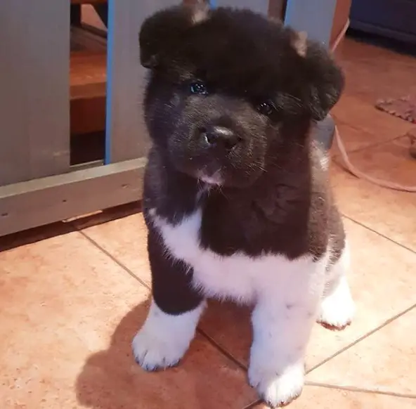 A black and white Akita Inu puppy sitting on the floor with its sad face