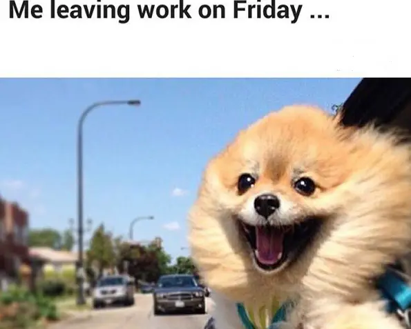 A happy Pomeranian with its head outside the window of the car and with text - Me leaving work on Friday...
