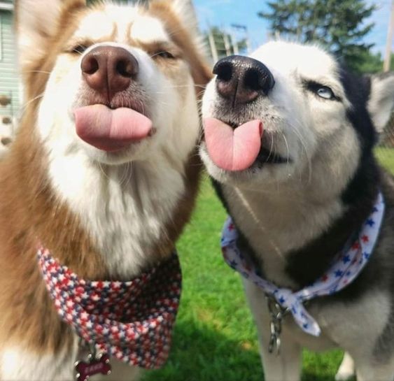 two Siberian Huskies sticking its tongue out under the sun in the garden