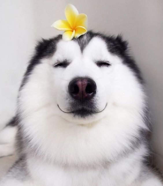 Siberian Husky softly smiling with its eyes close with a flower on top of its head