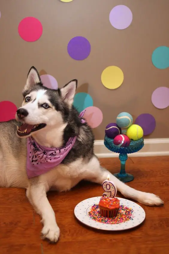 Siberian Husky smiling while lying on the floor with her birthday cupcake in front of her and tower tray with tennis ball next to her