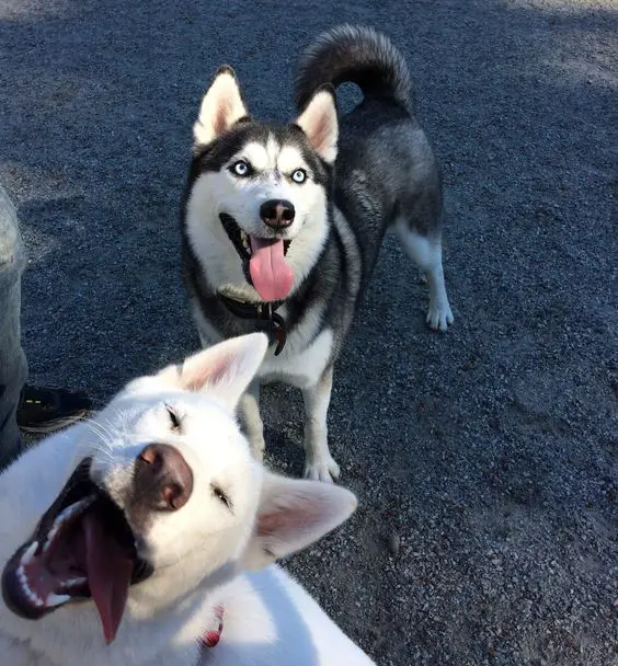 Siberian Husky standing on the ground behind the silly Samoyed dog tilting its head while sticking its tongue out