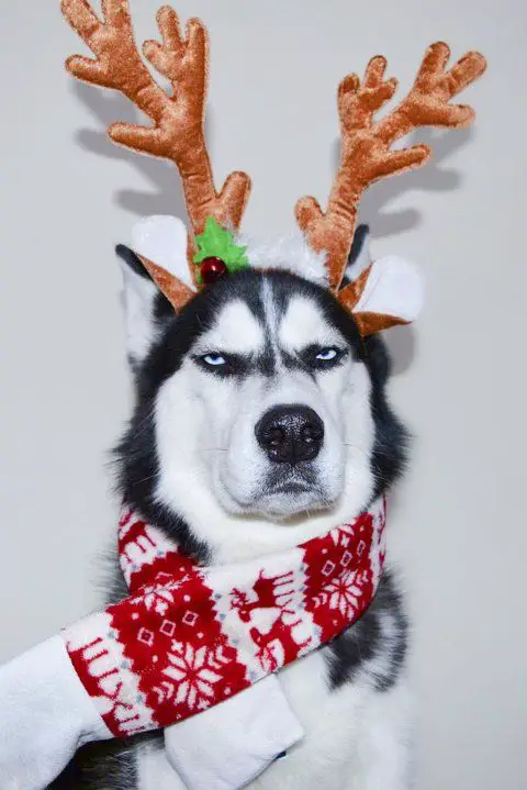 Siberian Husky wearing a reindeer headpiece and scarf with its grumpy, unhappy face