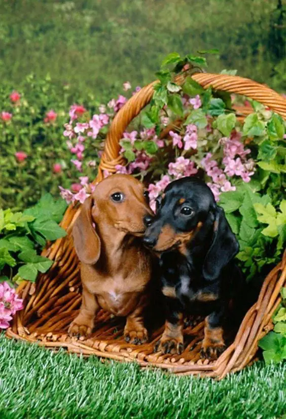 two Dachshunds standing inside the wicker basket with a bunch of flowers