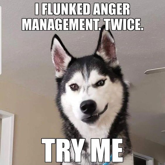 photo of a smirking Siberian Husky with a text that reads 