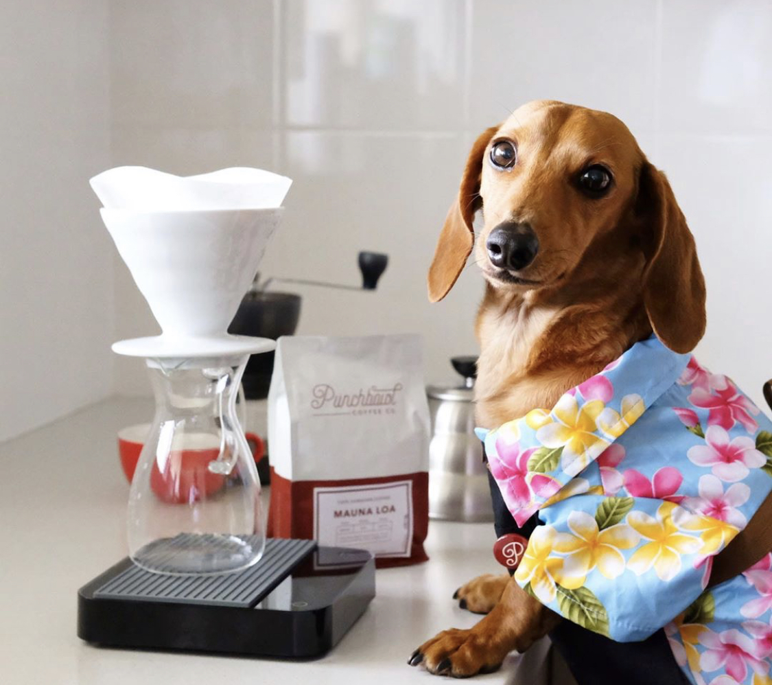 Dachshund on the countertop with a drink mixer and ingredients