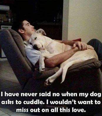 A man sitting on the chair with a yellow Labrador sleeping on him and with text - I have never said when my dog asks to cuddle. I wouldn't want to miss out on all this love.