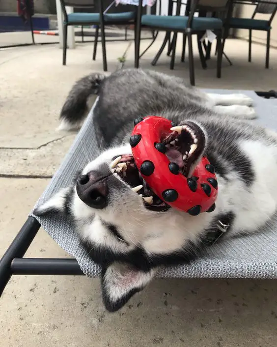 Siberian Husky lying on its bed outdoors with a ring toy in its mouth