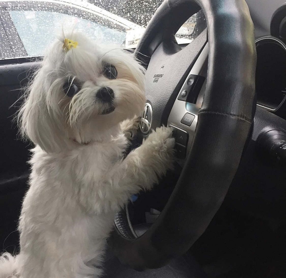 An adorable Maltese standing up leaning on the steering wheel inside the parked car