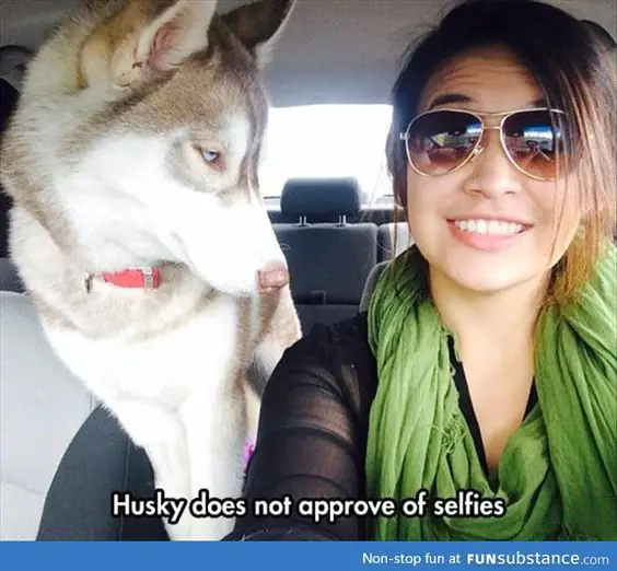 a young woman taking a selfie inside the car next to her Siberian Husky staring at her photo with a text 